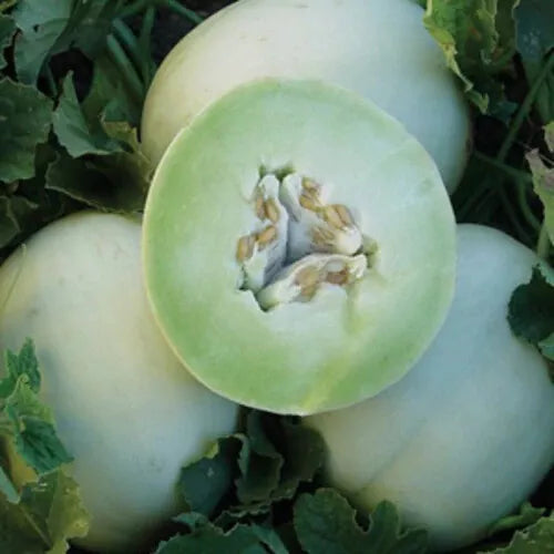 50 Green Honeydew Melon Seeds Non-GMO Fruit Seeds | www.seedsplantworld.com