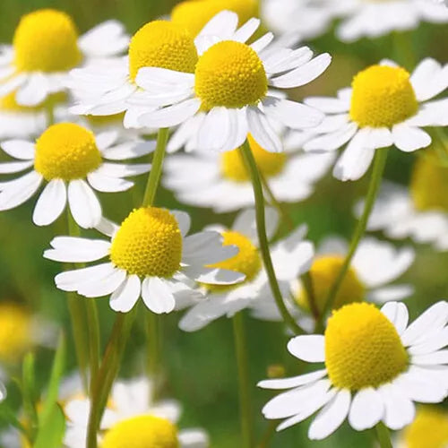 2000 Roman Chamomile Seeds Heirloom Non-GMO Herb Seeds | www.seedsplantworld.com