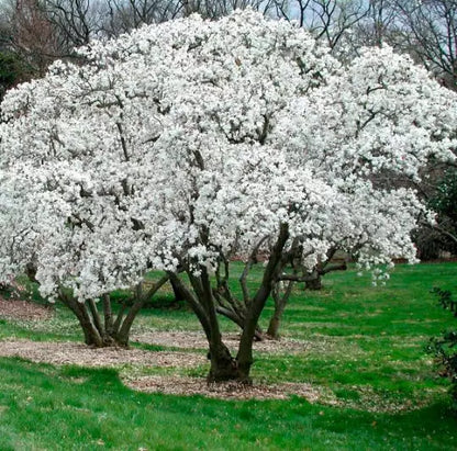 Star Magnolia Shrub Potmagnolia Stellata Live Plant 4"