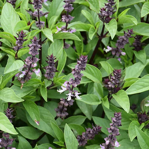 300 Cinnamon Basil Seeds Heirloom Non-GMO Herb Seeds | www.seedsplantworld.com