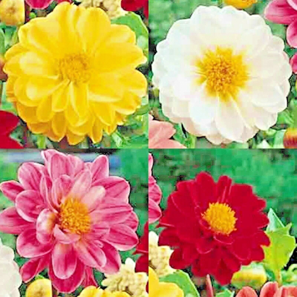 20 Dahlia Rare Dwarf Spring Mix Huge Flowers Garden Containers Bees Flower Seeds | www.seedsplantworld.com