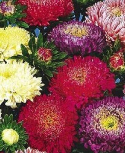 1000 Powder Puff Aster Mix Callistephus Chinensis Flower Seeds | www.seedsplantworld.com