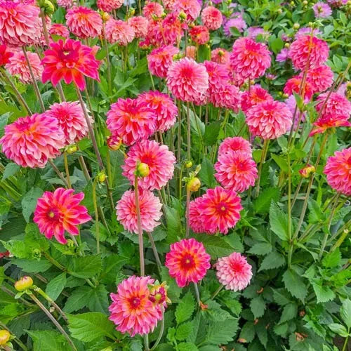 1 Belfloor Decorative Dahlia Bulb Tuber Clump Lots Of Bold Colors Bulbs Plant