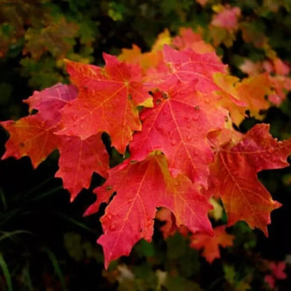 Red Maple Quart Pot Native Red Maple Live Plant  In A Quart Pot 12-16" In Height