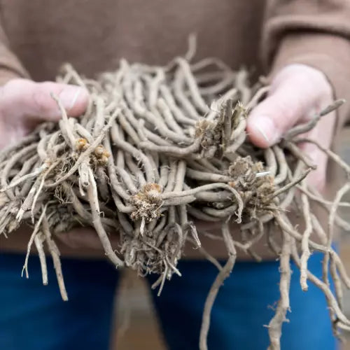 25 Green Mary Washington Asparagus Bare Root Plants | www.seedsplantworld.com