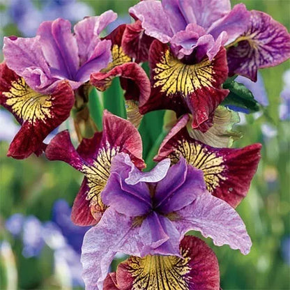 1 Siberian Iris Miss Apple Bare Root Perennial Rhizome Red And Gold Markings Rooted Plant