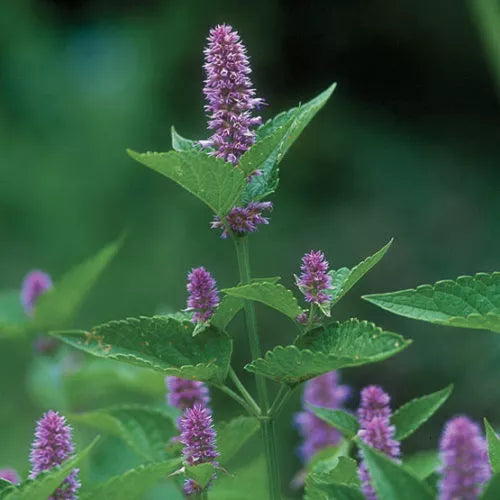 300 Hyssop Seeds Heirloom Non-GMO Herb Seeds | www.seedsplantworld.com