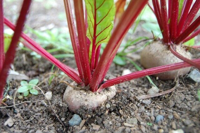 100 Beetroot Detroit Dark Red Beet Vegetable Seeds | www.seedsplantworld.com