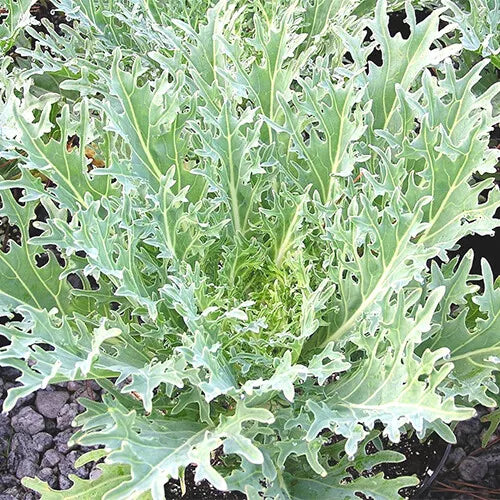 200 White Russian Kale Seeds Non-GMO Vegetable Seeds | www.seedsplantworld.com