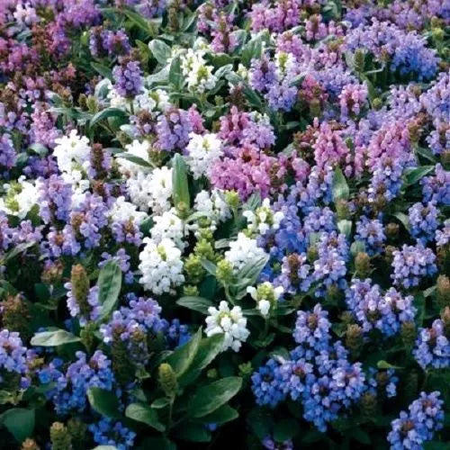 50 Pagoda Mix Prunella Grandiflora Bigflower Selfheal Blue Pink Etc Flower Seeds | www.seedsplantworld.com