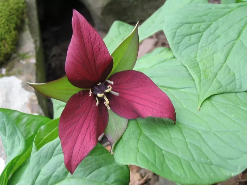 Red Trillium 5 Bulbs Wood Lily Trillium Erectum Live Plant