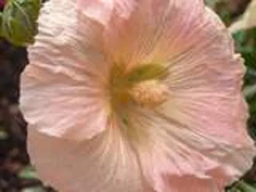 25 Peach Hollyhock Alcea Rosea Flower Seeds | www.seedsplantworld.com