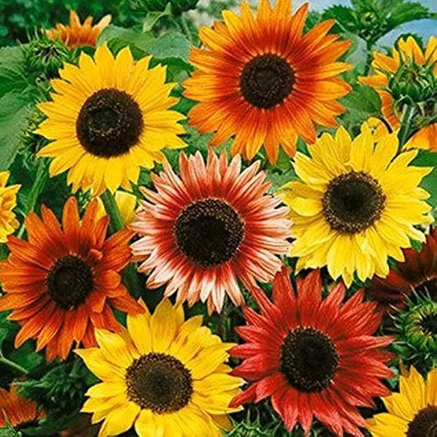 55 Sunflower Autumn Beauty Mix Flower Seeds | www.seedsplantworld.com