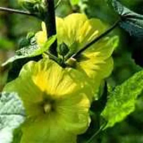 25 Yellow Hollyhock Alcea Rosea Flower Seeds | www.seedsplantworld.com