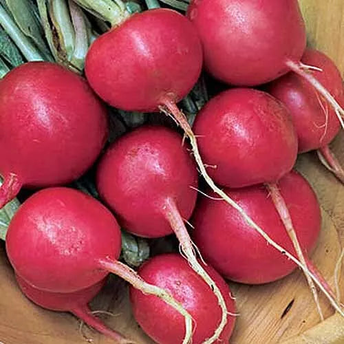 200 Cherry Belle Radish Seeds Non-GMO Vegetable Seeds | www.seedsplantworld.com