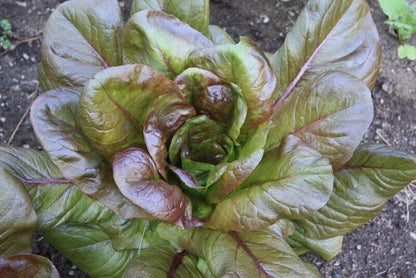 500 Lettuce Vegetable Seeds | www.seedsplantworld.com