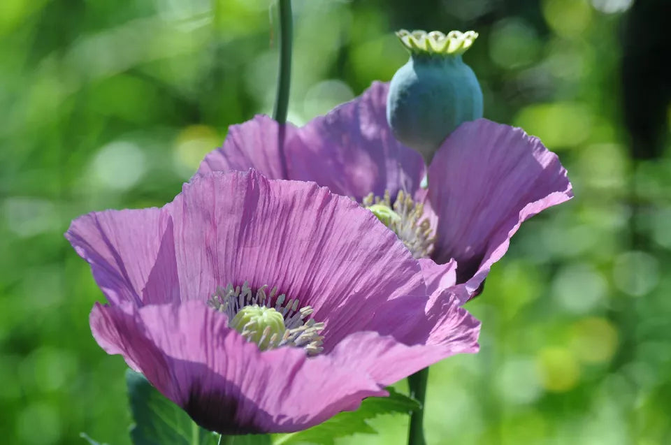 1000 Poppy Lavender Flower Rare Color Flower Seeds | www.seedsplantworld.com