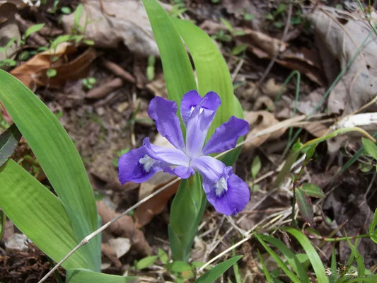 20 Wild Crested Iris Roots Live Plant