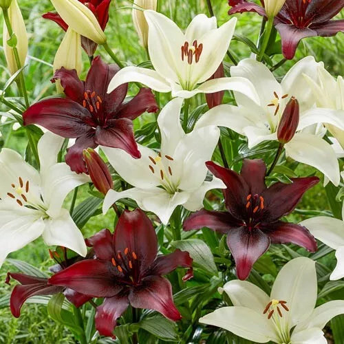 4 Black Tie Asiatic Lily Live Flower Bulbs Perennial Spring Shipping Bulbs Plant | www.seedsplantworld.com