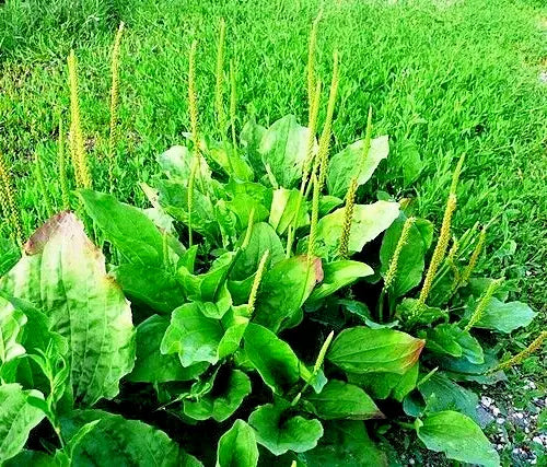 Wide Leaf Plantain 500 Seeds