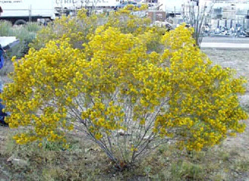 25 Yellow Silver Cassia Silvery Leaf Senna Artemisioides Flower Seeds | www.seedsplantworld.com