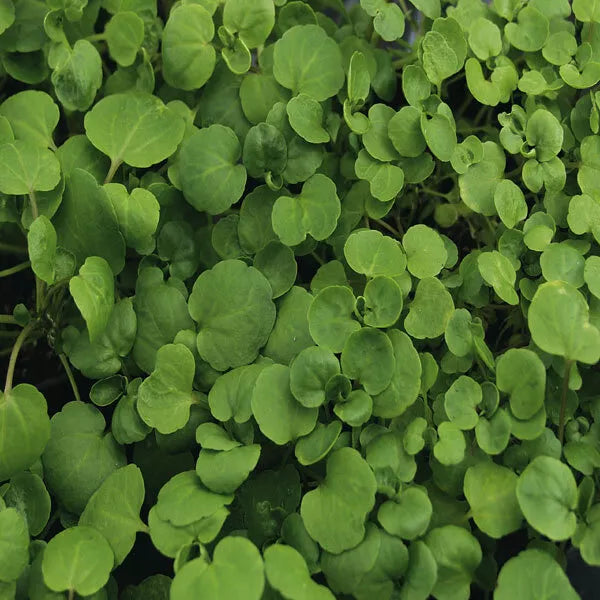 1000 Watercress Cress Seeds Heirloom Non-GMO Herb Seeds | www.seedsplantworld.com