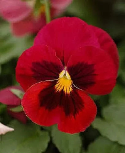 50 Red & Brown Pansy Viola Violet Flower Seeds | www.seedsplantworld.com