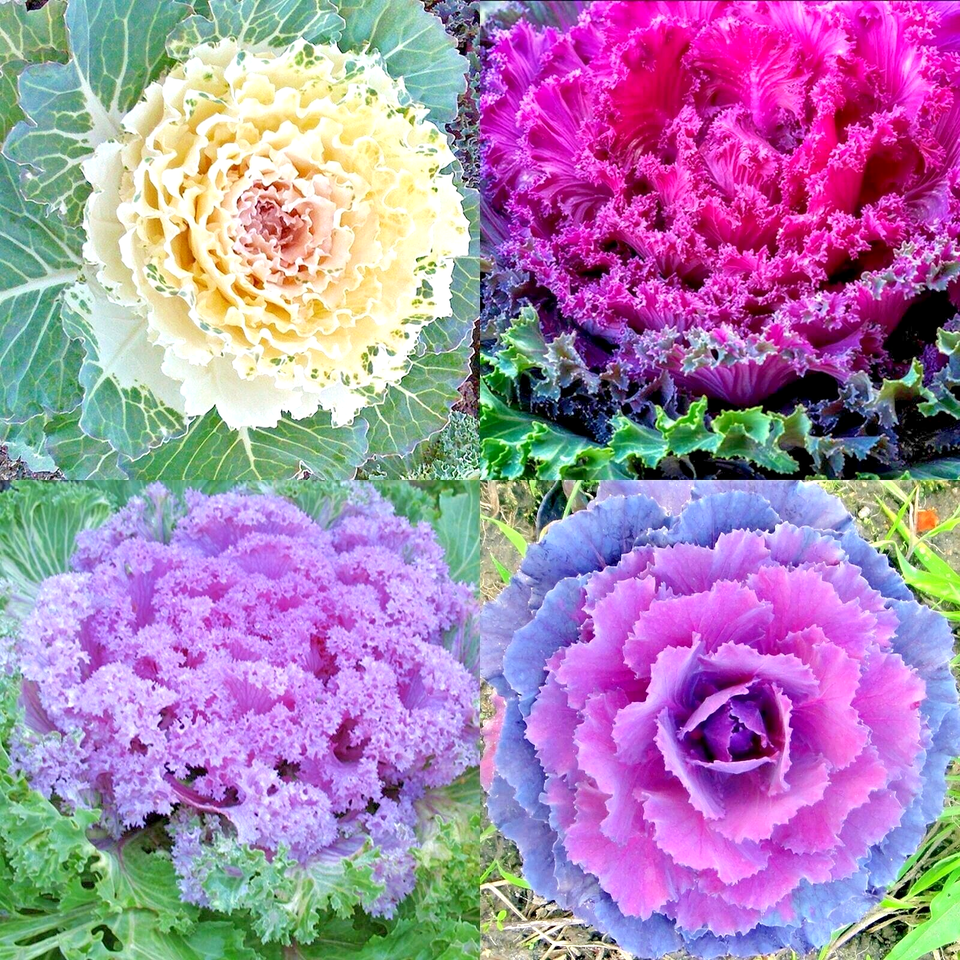 200 Ornamental Kale Spring Mix Vegetable Seeds | www.seedsplantworld.com