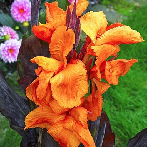 2 Wyoming Giant Canna Lily Flower Bulb Tuber Rhizomes Has A Tropical Flair Bulbs Plant