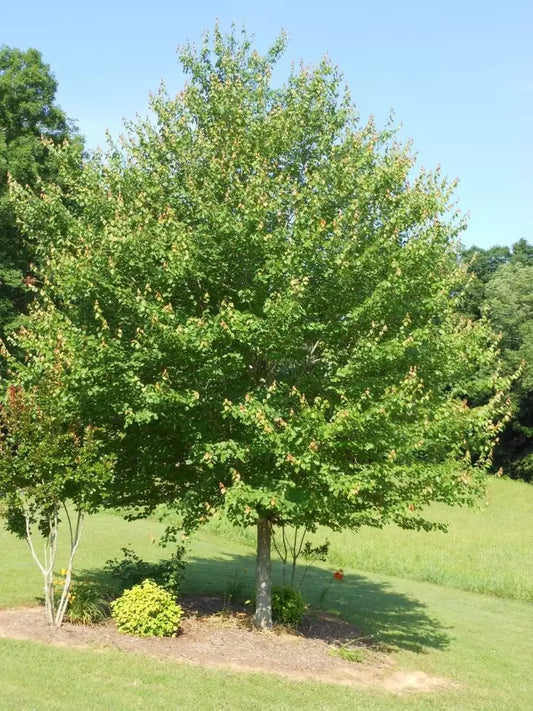 Red Maple Quart Pot Native Red Maple Live Plant  In A Quart Pot 12-16" In Height