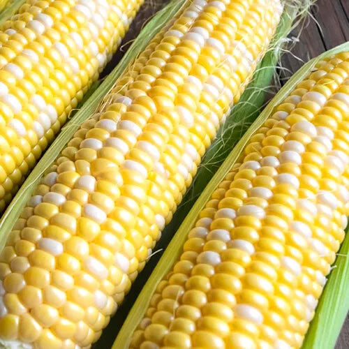 25 Ambrosia F1 Hybrid Corn Seeds Bicolor Sweet Non-GMO Vegetable Seeds | www.seedsplantworld.com