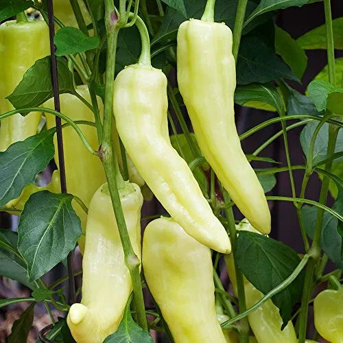 30 Sweet Banana Pepper Seeds Heirloom Non-GMO Vegetable Seed | www.seedsplantworld.com