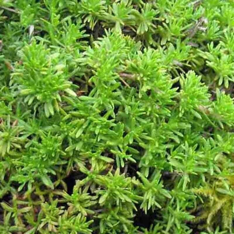 4000 Creeping Thyme Purple Groundcover Lawn Herb Drought Arid Perennial Herb Seeds | www.seedsplantworld.com