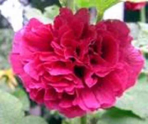 25 Scarlet Double Red Hollyhock Alcea Rosea Flower Seeds | www.seedsplantworld.com