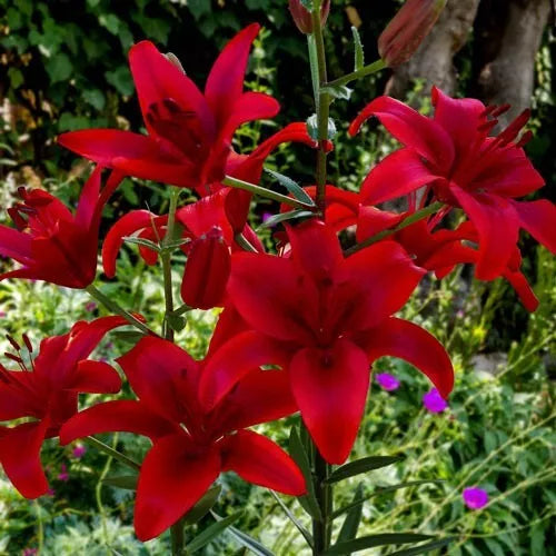 3 Red County Asiatic Lily Live Flower Bulbs (Beautiful Heavy Bloomers) Bulbs Plant | www.seedsplantworld.com