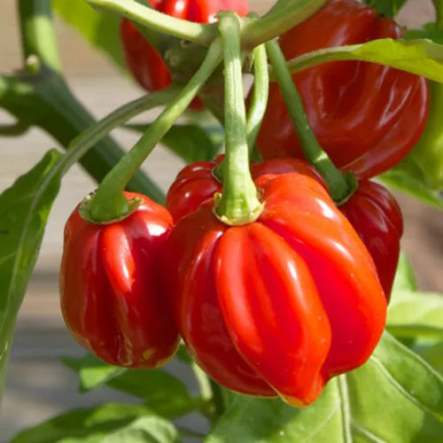 20 Red Scotch Bonnet Pepper Seeds Heirloom Non-GMO Vegetable Seed | www.seedsplantworld.com