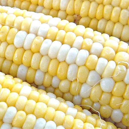 25 Peaches & Cream Corn Seeds Hybrid Bicolor Sweet Non-GMO Vegetable Seed | www.seedsplantworld.com