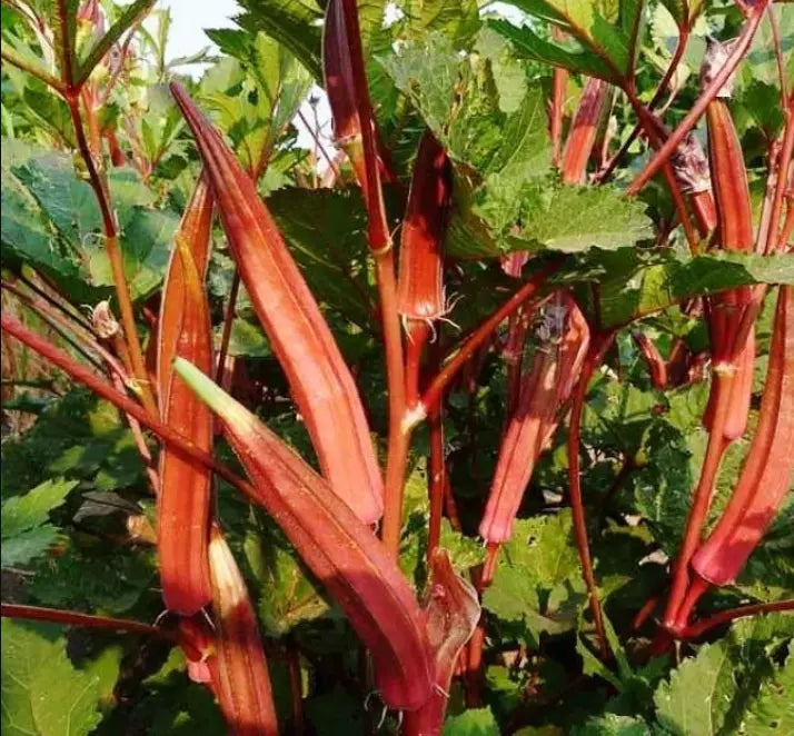 150 Okra Mix Bulk Pack Red Burgundy Clemson Spineless Jing Orange Perkins Seeds For Planting | www.seedsplantworld.com