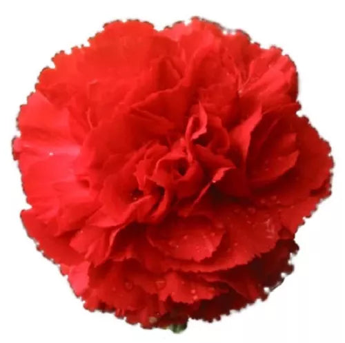 50 Scarlet Red Carnation Dianthus Caryophyllus Flower Seeds | www.seedsplantworld.com