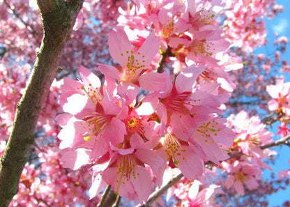 Okame Flowering Cherry Tree Live Plant  In A 3" Pot 6-12" In Height