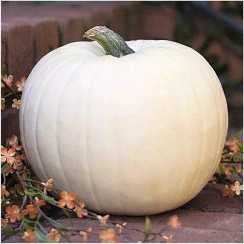 5 Valenciano Pumpkin Seeds Non-GMO Vegetable Seeds | www.seedsplantworld.com