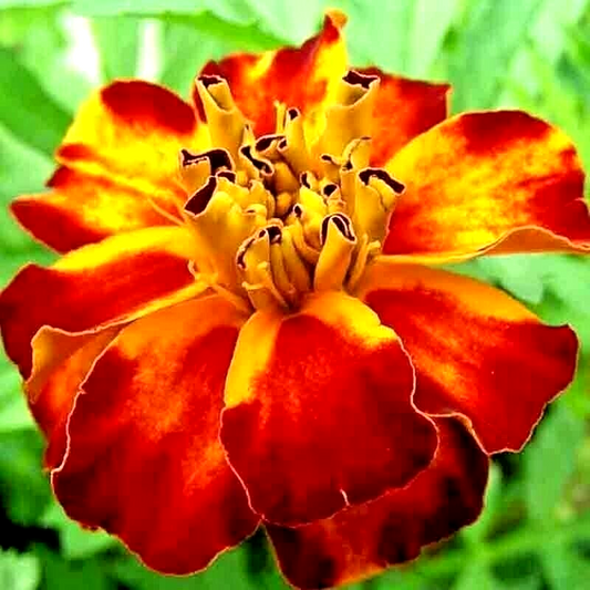 30 French Marigold Spring Mix Flower Seeds | www.seedsplantworld.com