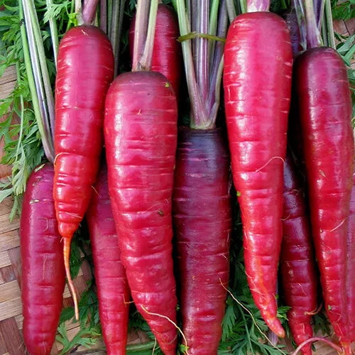 200 Purple Dragon Carrot Seeds Non-GMO Vegetable Seeds | www.seedsplantworld.com