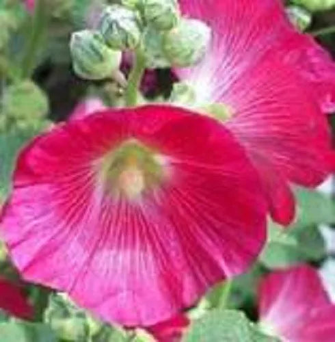 25 Bright Hot Pink Hollyhock Alcea Rosea Flower Seeds | www.seedsplantworld.com