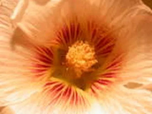 25 Peach & Brown Hollyhock Alcea Rosea Flower Seeds | www.seedsplantworld.com