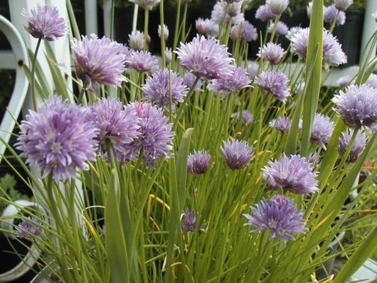 800 Chives Great Windowsill Herb Seeds | www.seedsplantworld.com