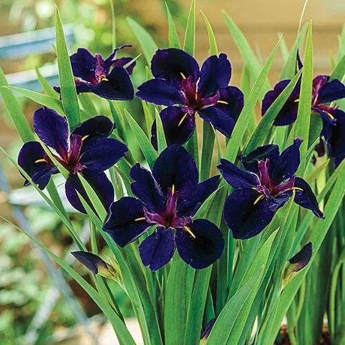 1 Louisiana Iris Black Gamecock Bare Root Rhizome Dramatic Elegant Perennial Rooted Plant | www.seedsplantworld.com