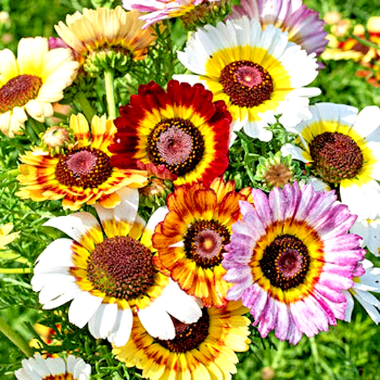 1000 Painted Daisy Tricolor Spring Mix Flower Seeds | www.seedsplantworld.com