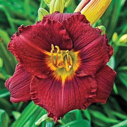 Daylily Ruby Stella Live Perennial Bare Root Bulb Plant