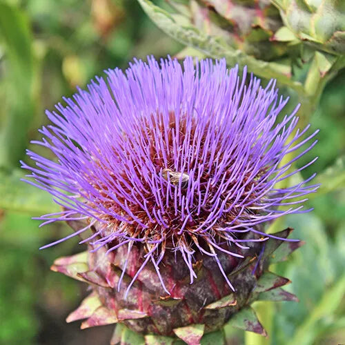 15 Cardoon Seeds Heirloom Non-GMO Herb Seeds | www.seedsplantworld.com